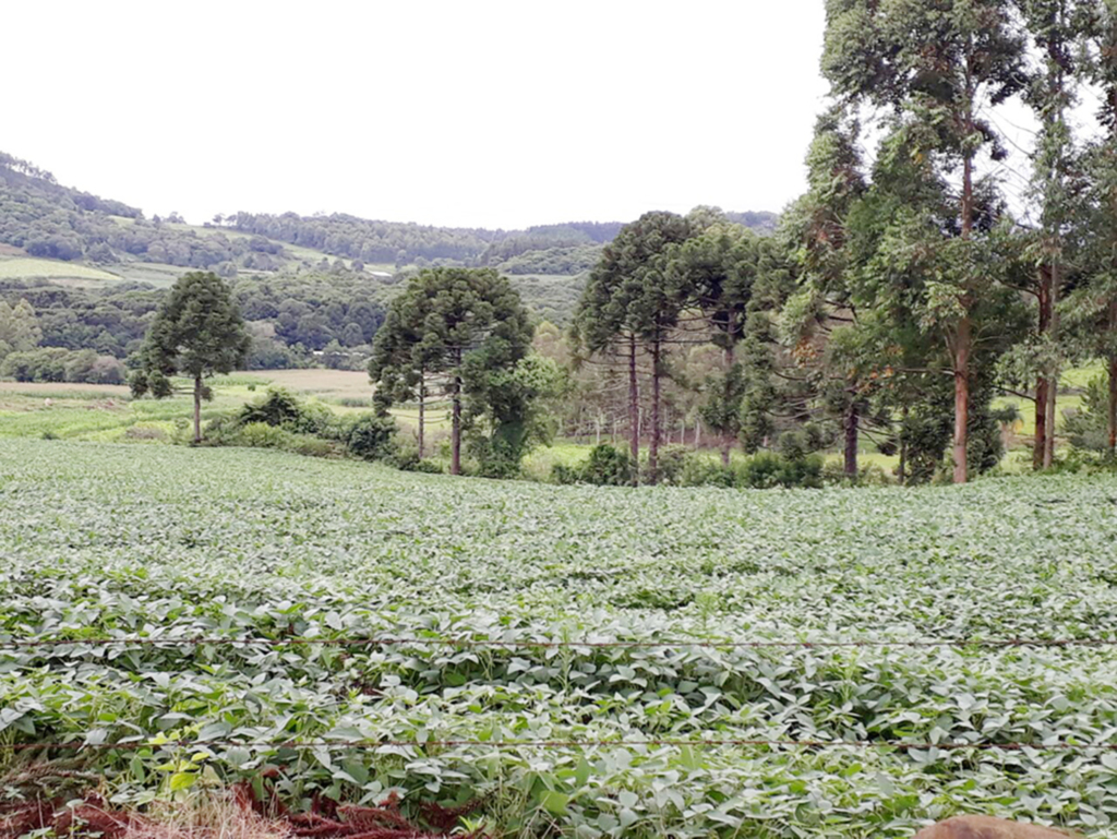 Diversificação das propriedades auxilia a permanência do homem no campo em Celso Ramos