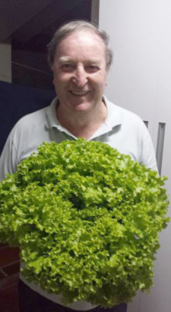  - Agora Edvino surpreende plantando, cultivando e colhendo alfaces gigantescas. O que demonstra: se plantando tudo dá.