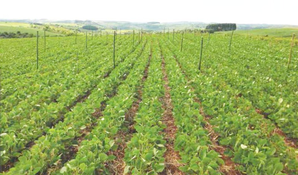 Revista Cultivar publica reportagem com dados de pesquisa desenvolvida no curso de Agronomia