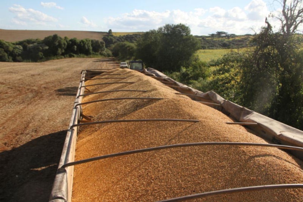 Copercampos deve produzir mais 65 mil toneladas de sementes de soja em 2015