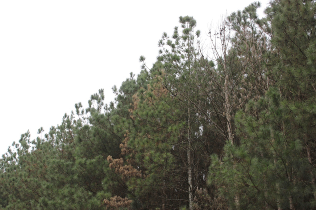 Cidasc alerta sobre os problemas ocasionados pela vespa da madeira na região