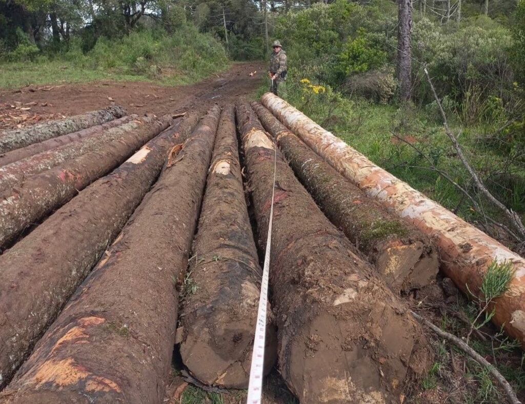 Polícia Ambiental flagra corte ilegal de araucárias, em São Joaquim