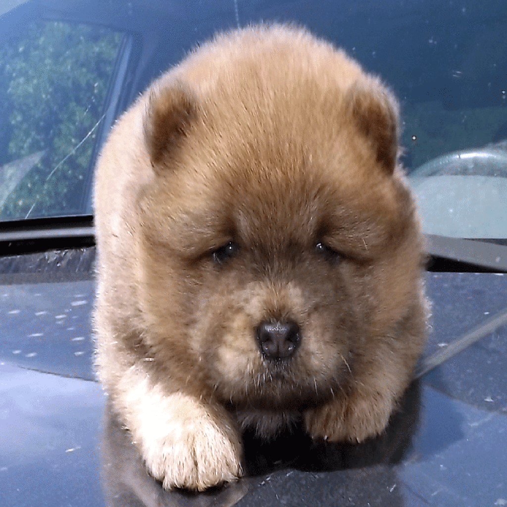 Vende-se fêmea Chow Chow