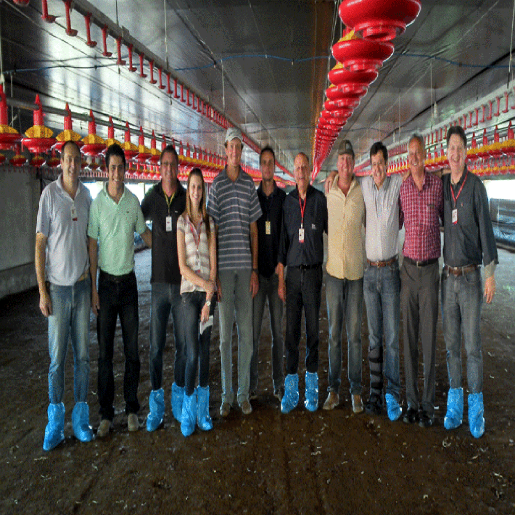 Avicultura: Tecnologia no campo desenvolve novos conceitos para aviários de pressão negativa