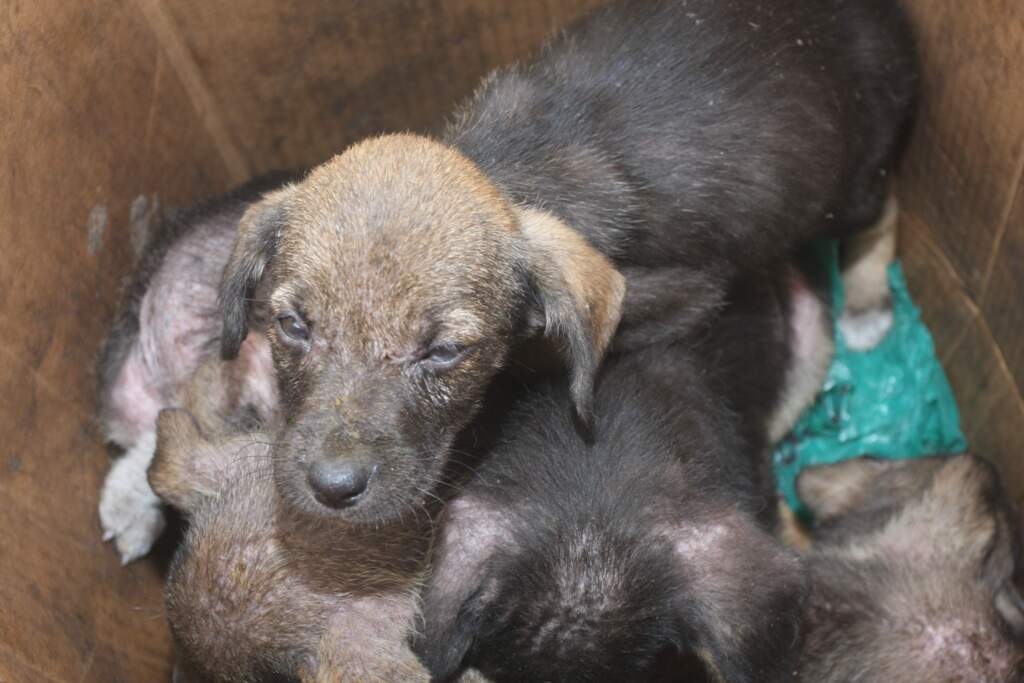 Para conscientizar quanto ao abandono de animais