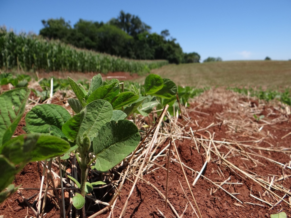 RS cultiva já 70% da área de soja