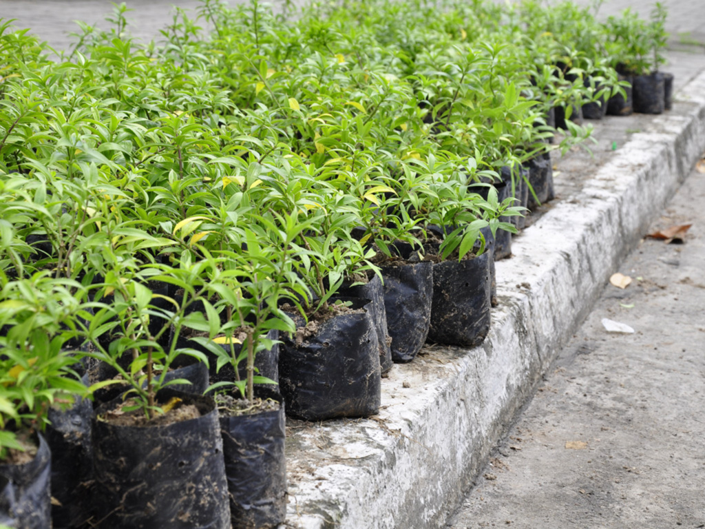 Lei que incentiva a arborização não é cumprida