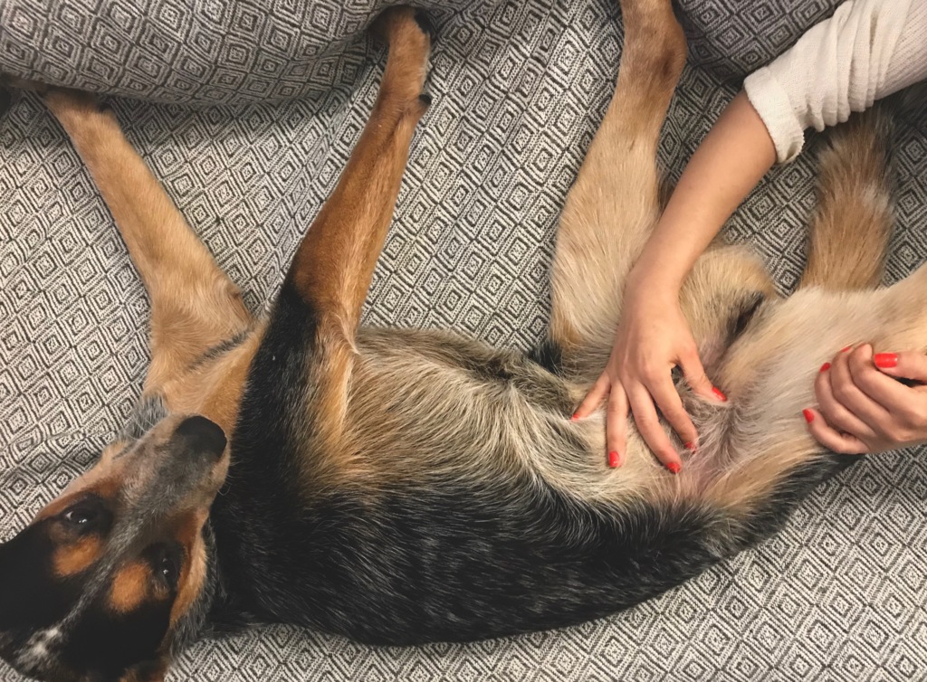 Câncer de mama: um problema sério em cadelas e gatas