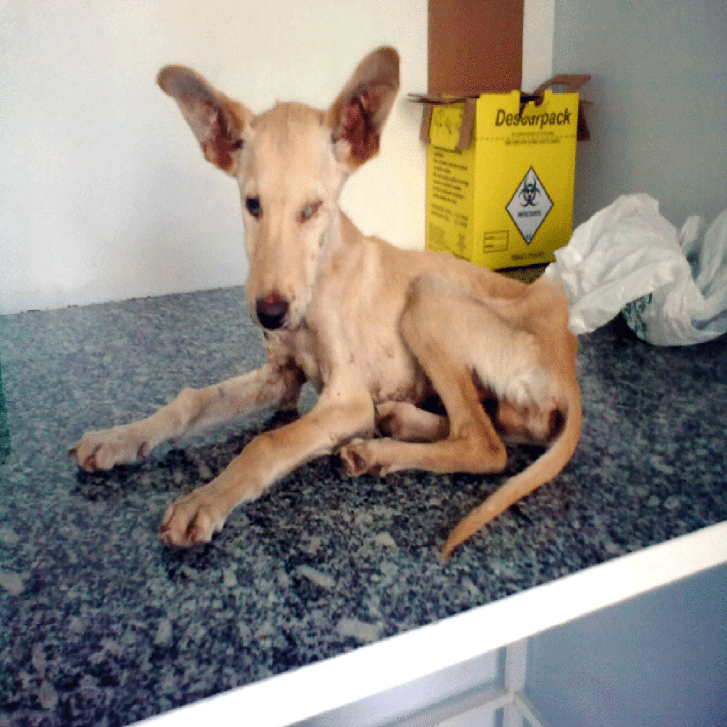 ONG FAUNAMIGA registra mais um caso de crueldade com animas