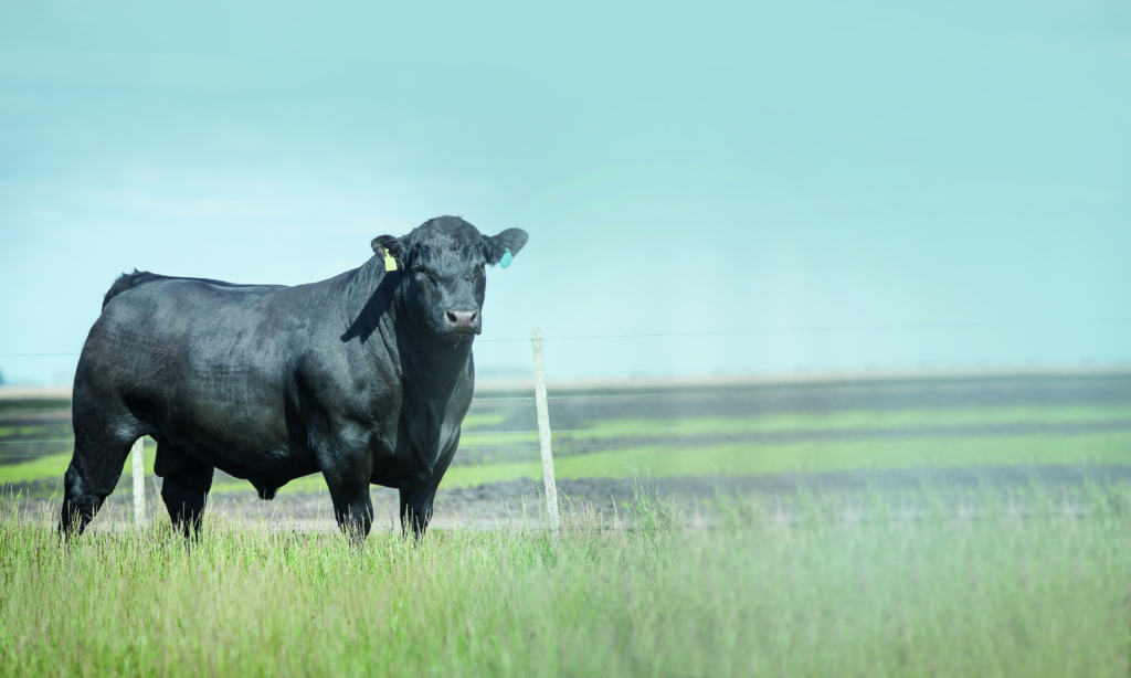 Campanha divulga as vantagens da raça angus