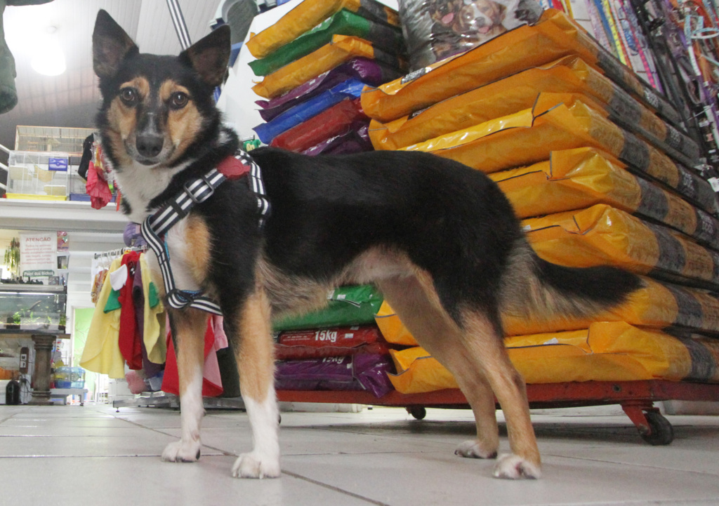 Peiteira ou coleira: qual a ideal pro meu cachorro?