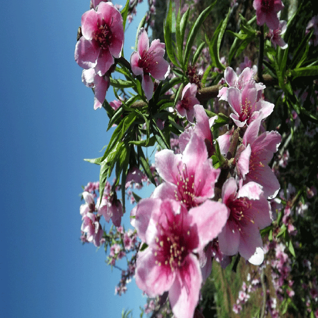Flora dos pessegueiros