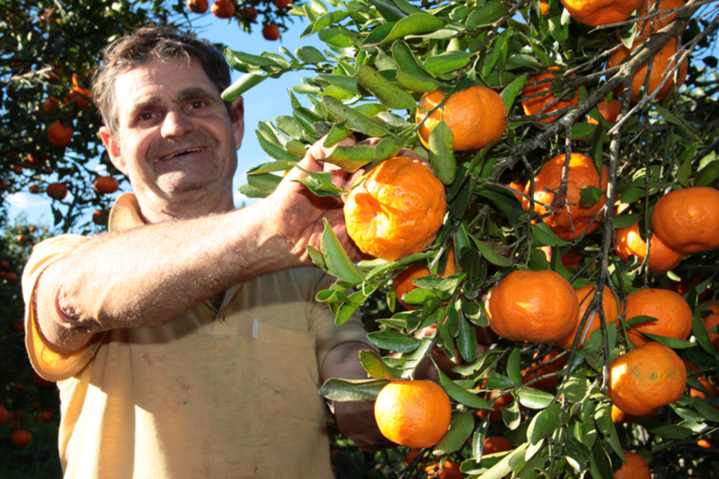 Agricultores de Piratuba adquirem mudas frutíferas pela metade do preço