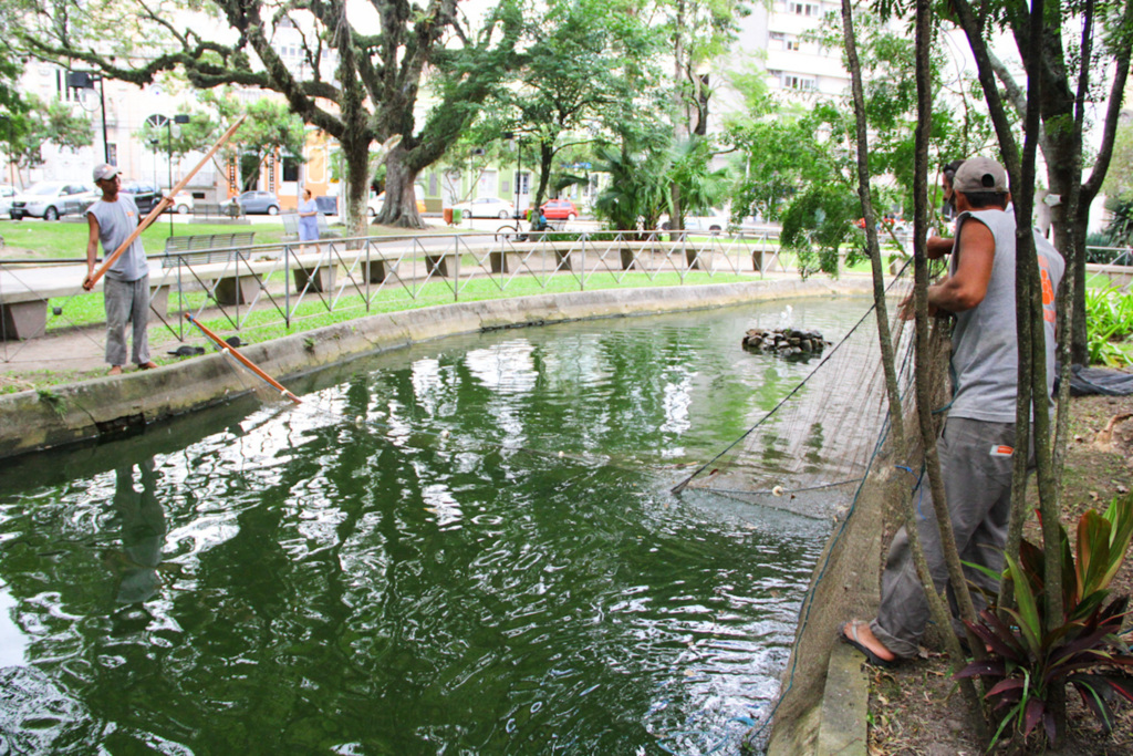 SSUI transfere peixes do lago da praça Coronel Pedro Osório