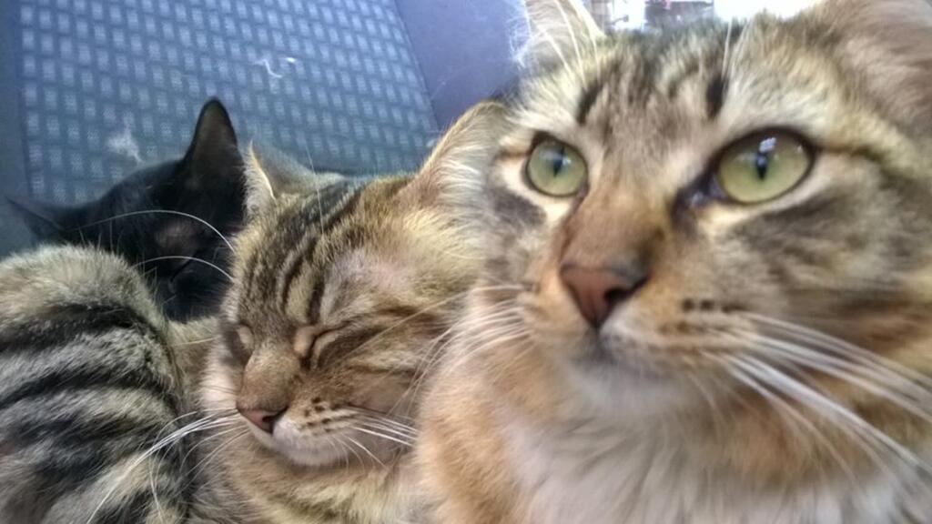 Por que castrar  os felinos?