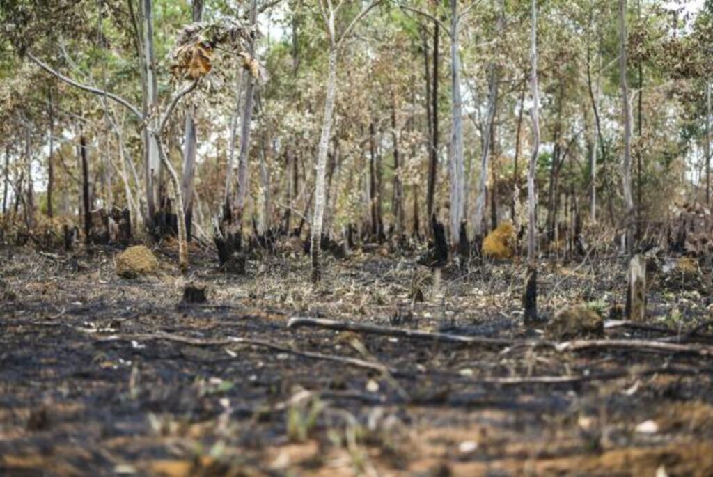 Um terço de espécies nativas do Cerrado será extinta em 30 anos, prevê estudo