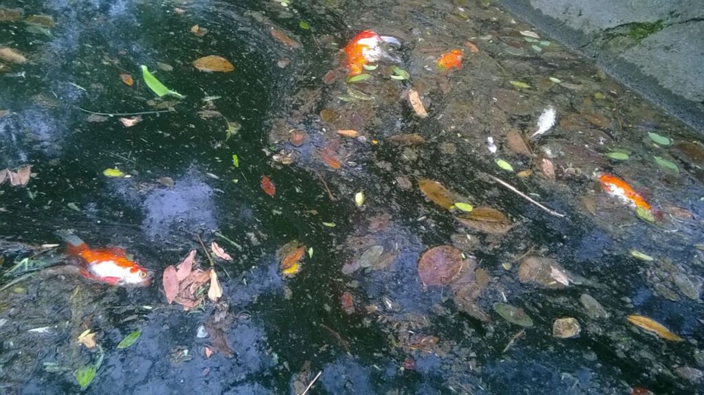 Morte de peixes no lago da praça desafia o Sanep