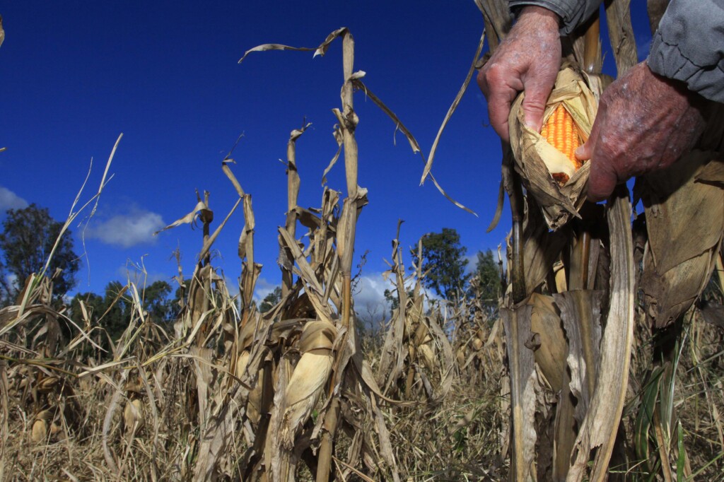 Produtor rural ganha prazo extra para adotar Nota Fiscal Eletrônica