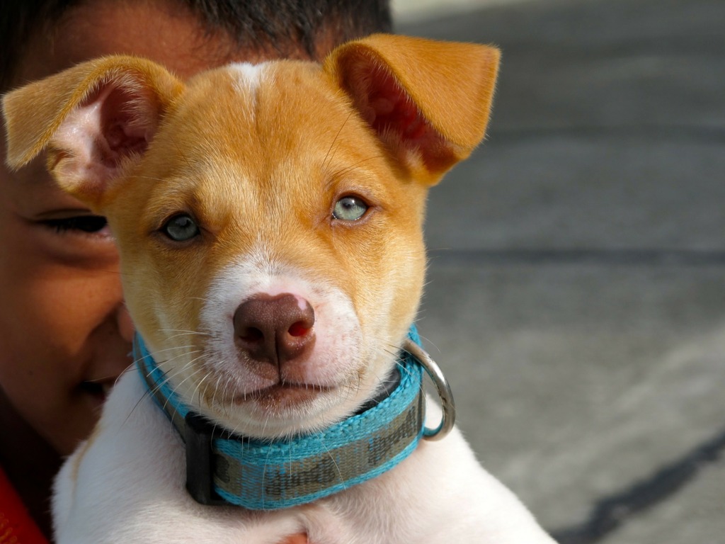 Vai adotar um pet,  o que é necessário?