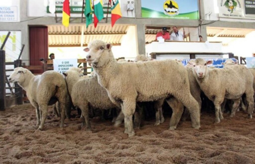 A ovinocultura mostra seu potencial