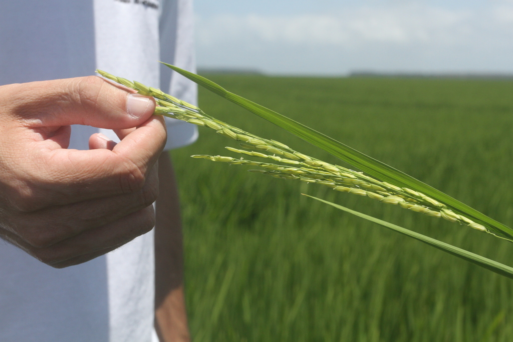 Safra recorde de arroz
