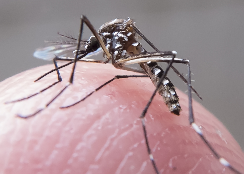 Zika pode estar relacionada com doenças oculares