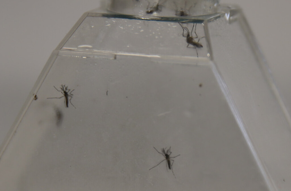 Governo Federal aumenta em 44% número de agentes contra o Aedes Aegypti