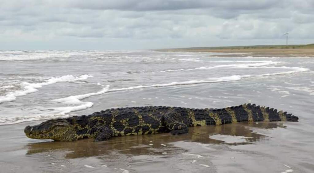 Jacaré é encontrado na beira da praia do Cassino
