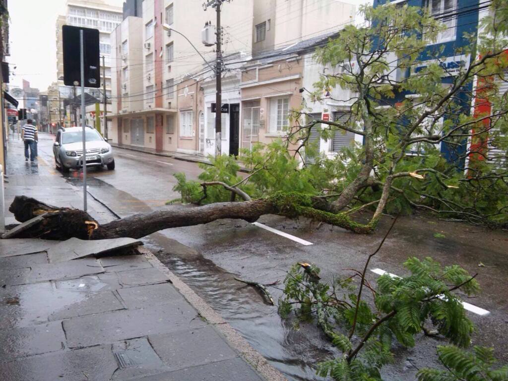 Após chuvarada, sete árvores derrubadas pelo vento são removidas
