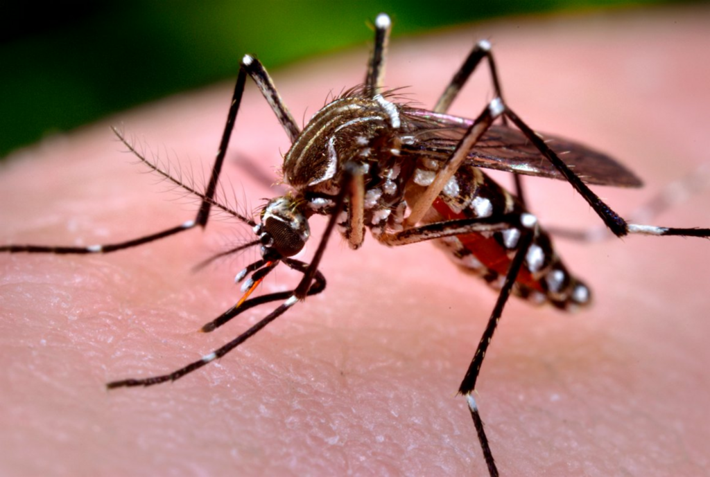 Secretaria de Saúde confirma dois casos de vírus Zika contraídos no Estado