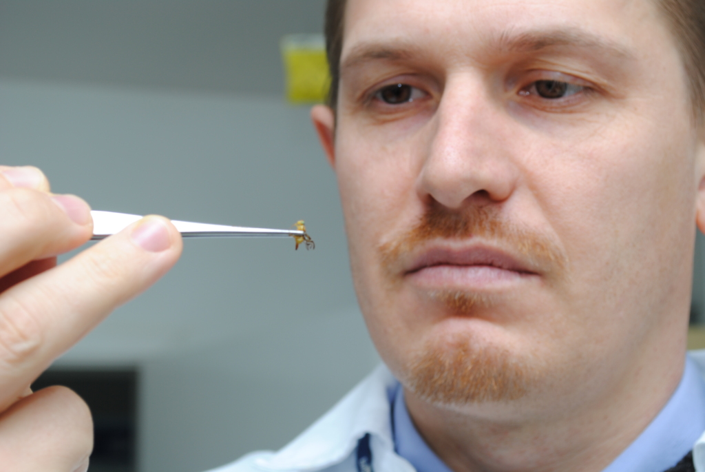 Depois do Aedes aegypti, o borrachudo