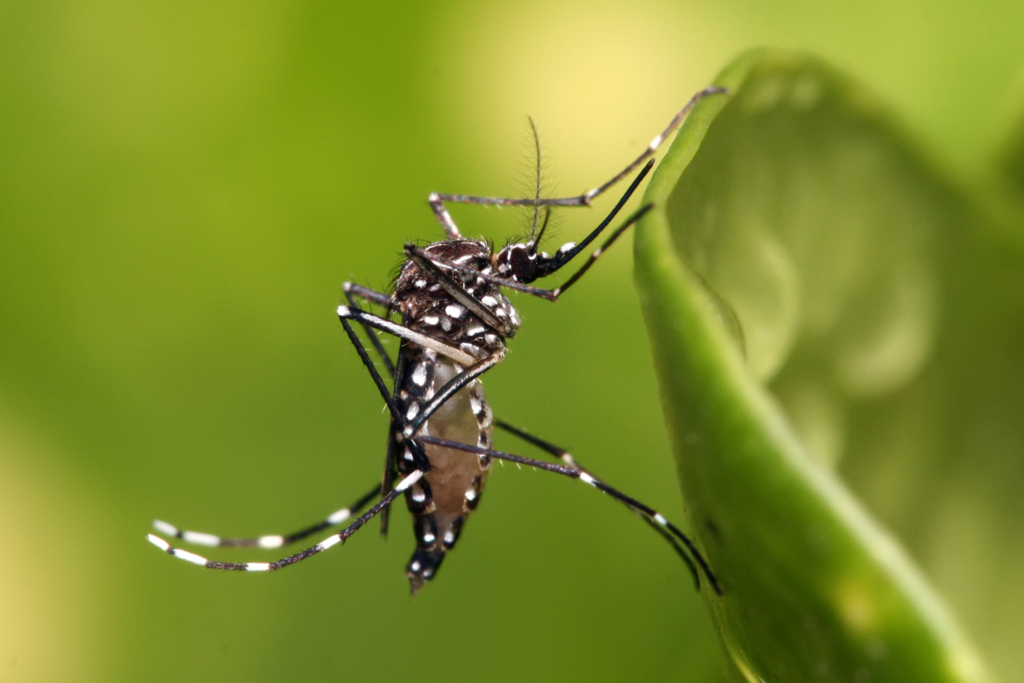 Aedes aegypti se propagará por mais áreas com aquecimento global