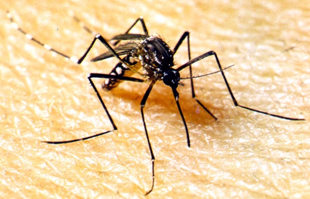 Rio Grande tem caso suspeito de zika vírus