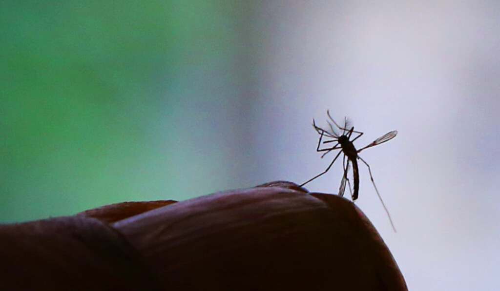 Pesquisa do Paraná é mais uma que confirma ligação entre zika e microcefalia