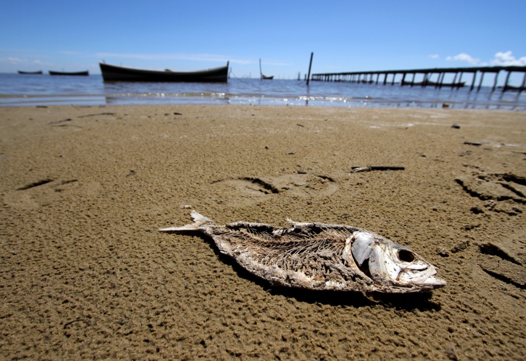 Pescadores da Ilha da Torotama lamentam mais uma safra sem camarão