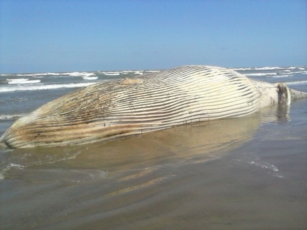 Corpo de baleia aparece na beira da praia em São José do Norte