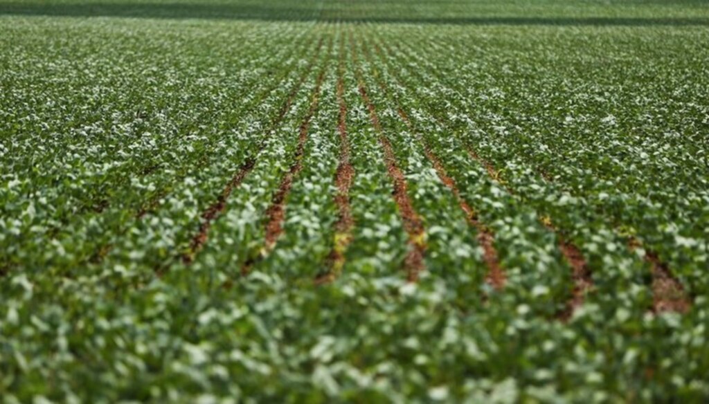  - FOTO: Ministério da Agricultura, Pecuária e Abastecimento/Divulgação