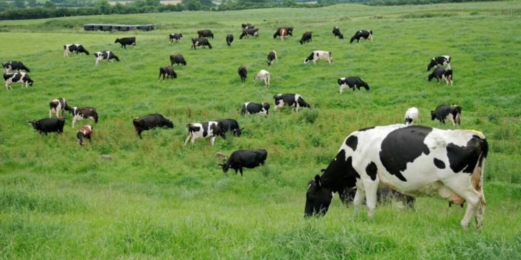 Sancionada lei que aumenta pena para roubo de animais em área rural