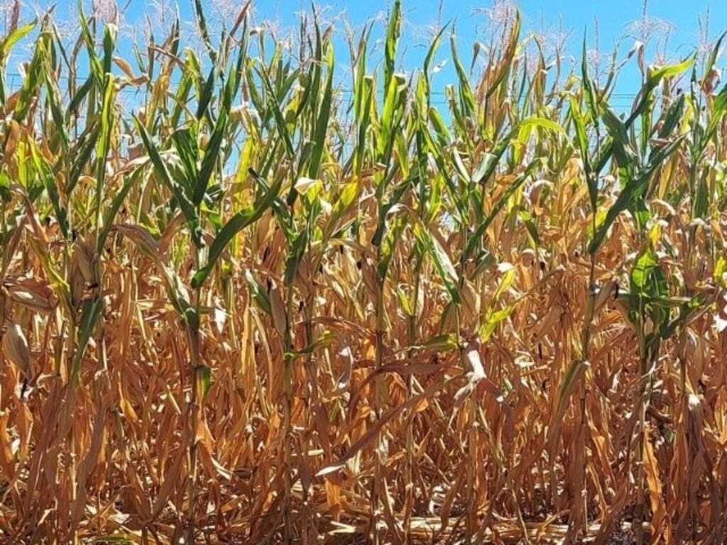  - A estiagem iniciou quando as lavouras de milho estavam em fase de floração, período sensível à falta de umidade no solo (Foto: Epagri/Cepa).