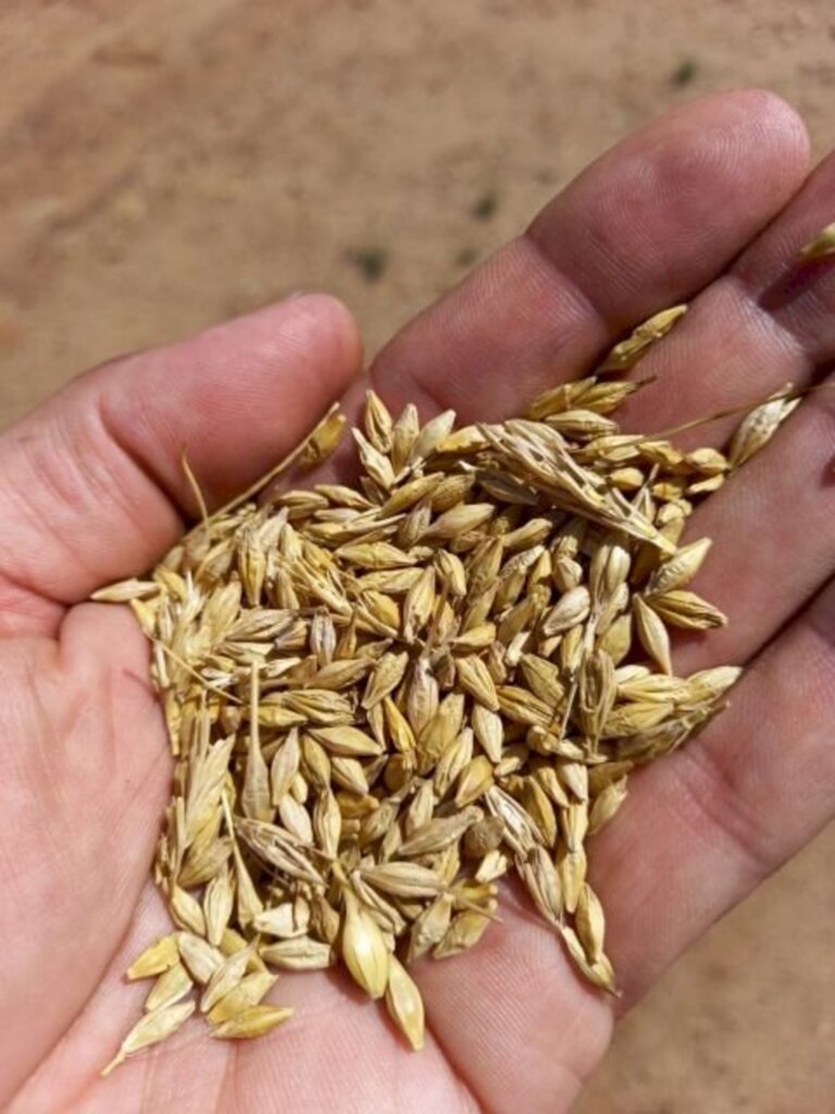 Epagri e Ambev apresentam projeto de fomento da cevada em SC nesta sexta