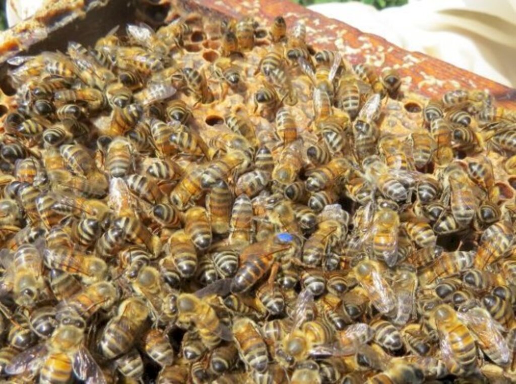  - Foto: Divulgação / Epagri