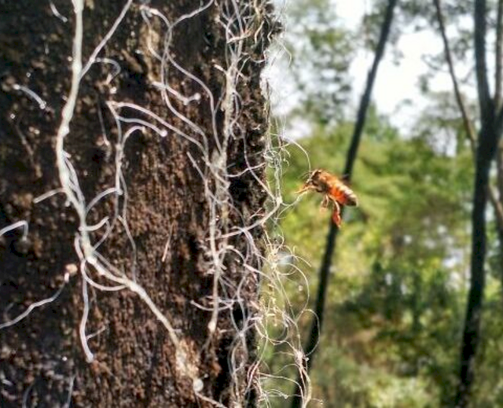 Santa Catarina conquista Indicação Geográfica do Mel de Melato da Bracatinga