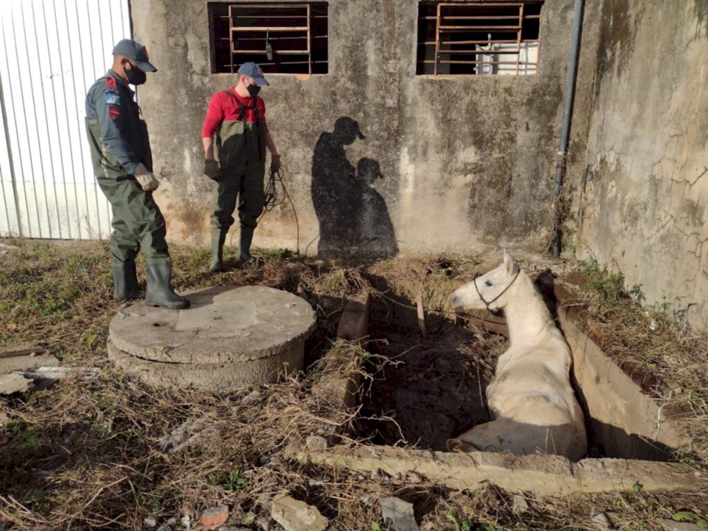 Bombeiros resgatam égua que caiu em fossa séptica em Canoinhas