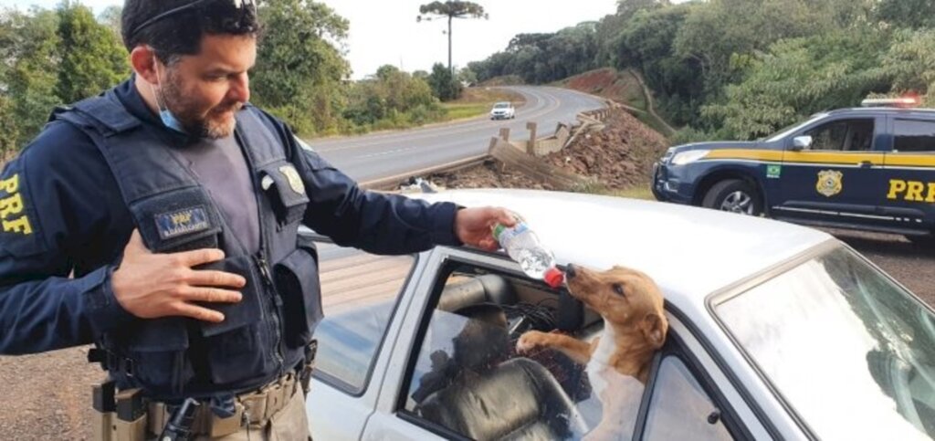 Cães deixados em veículo acidentado recebem água e comida