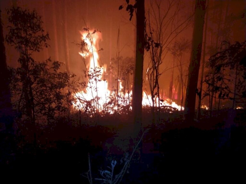 Incêndio atinge reflorestamento de eucalipto em Bela Vista do Toldo