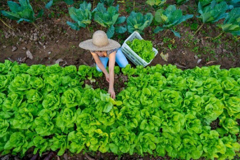 Seminário aborda o papel da mulher na conservação da agrobiodiversidade