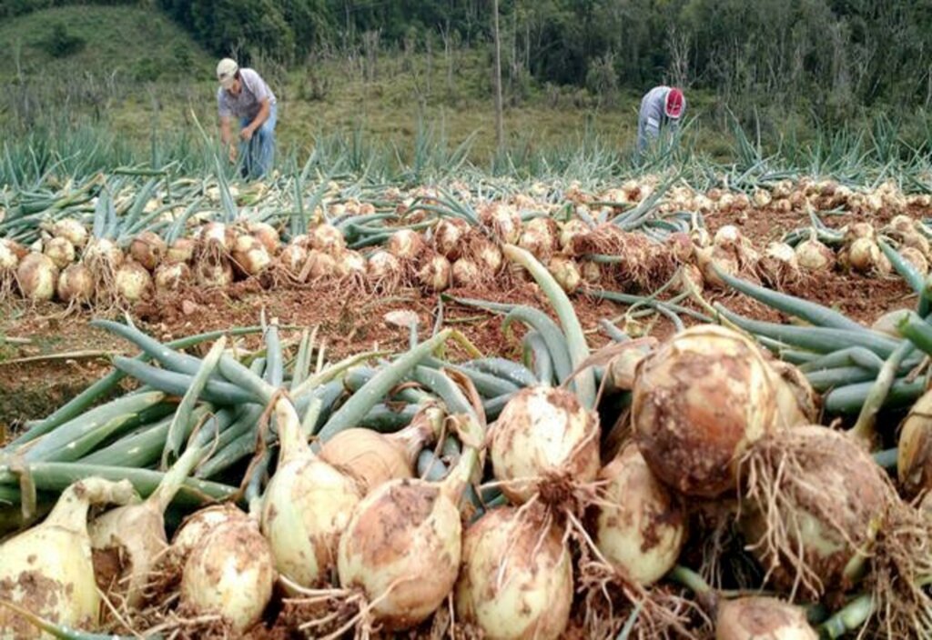 Secretaria da Agricultura discute melhoria na infraestrutura para atender produtores de cebola