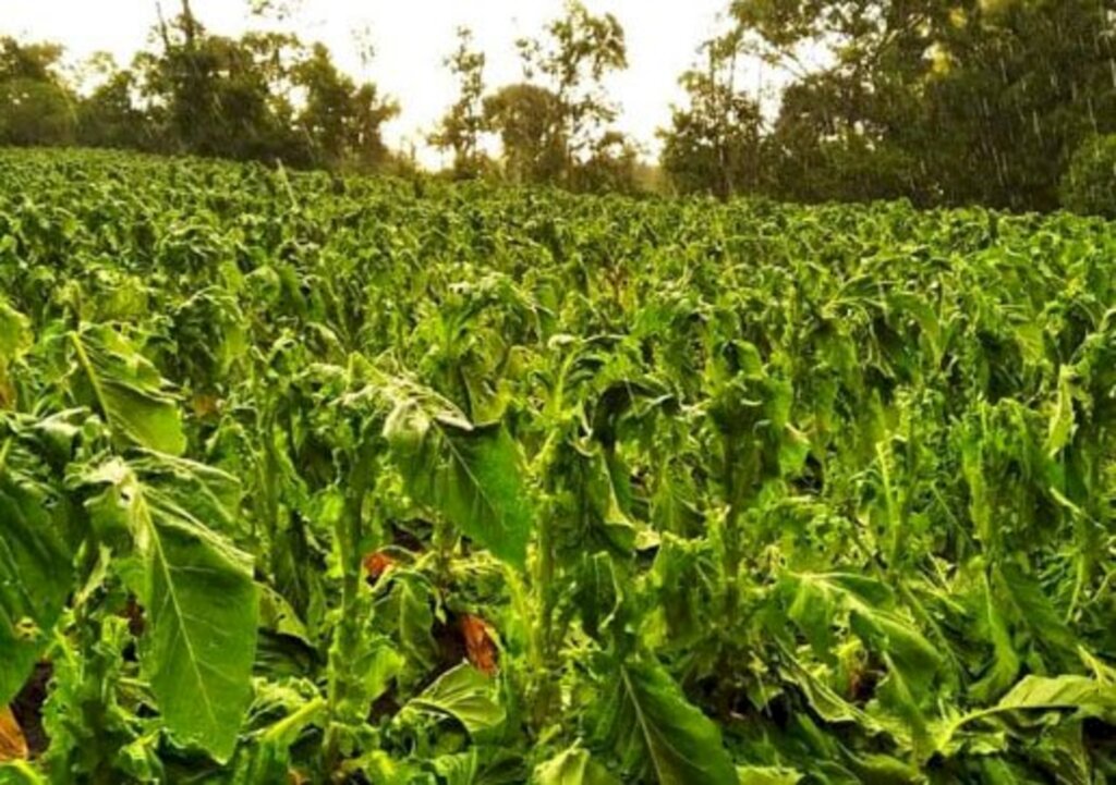 Agricultores têm perda total na safra de fumo com granizo em Irineópolis