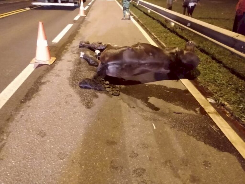 Veículo colide contra cavalo solto na pista na BR 116, em Mafra