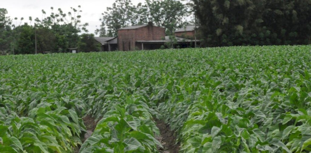 Municípios de Canoinhas e Itaiópolis são os maiores produtores de tabaco do Estado